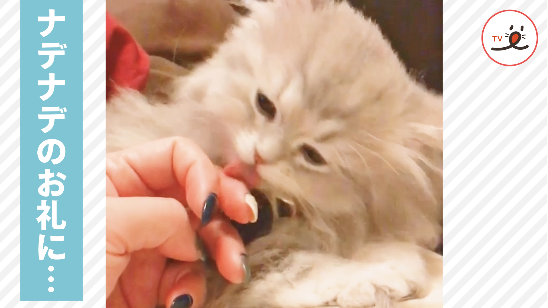 子猫をナデナデしてあげたら嬉しいお返しが♡