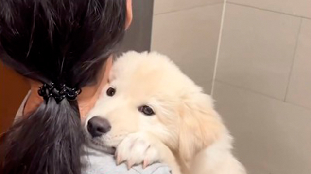 とにかく抱っこが嬉しい子犬