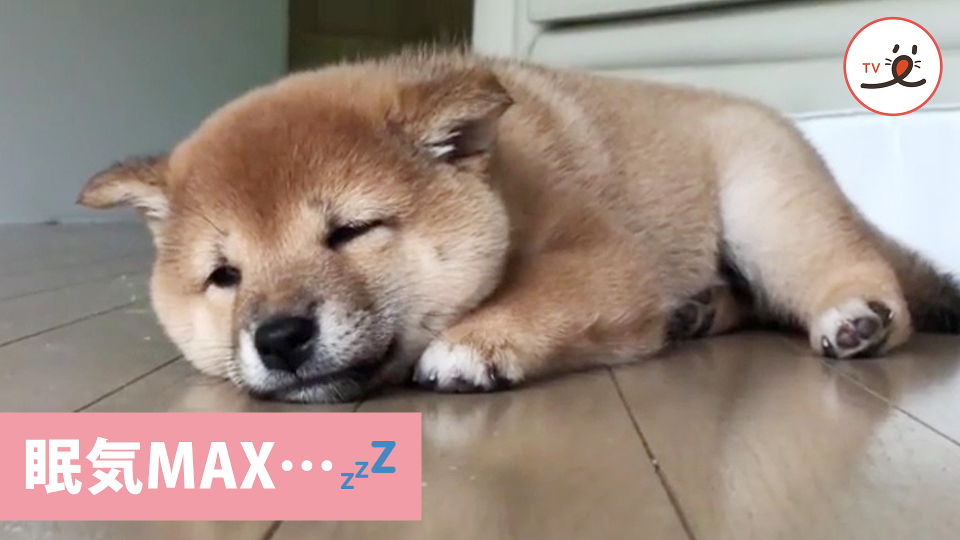 困り顔からのスヤァ……zzZ