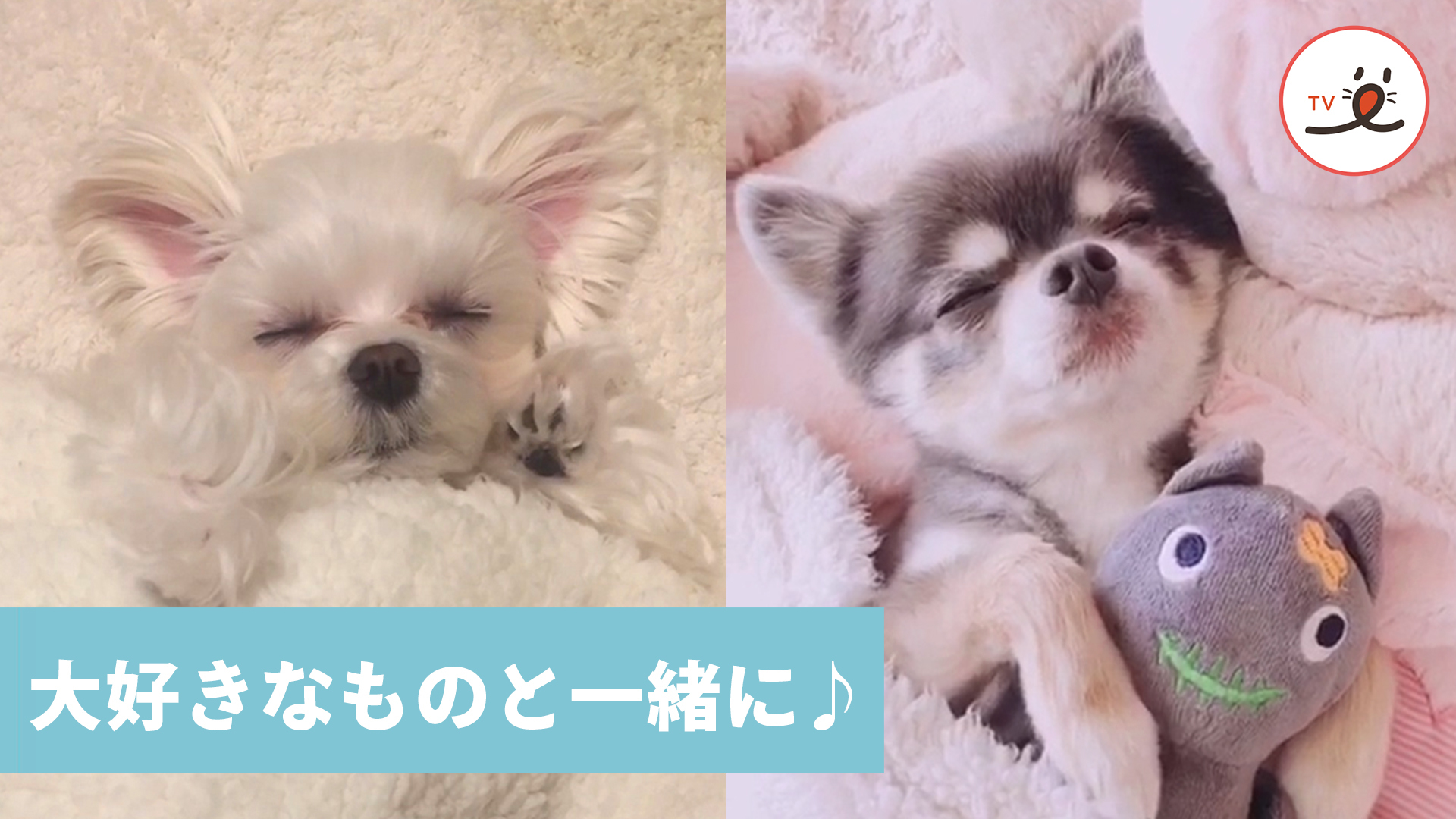 ワンコたちが寝る時に選ぶ“お供”