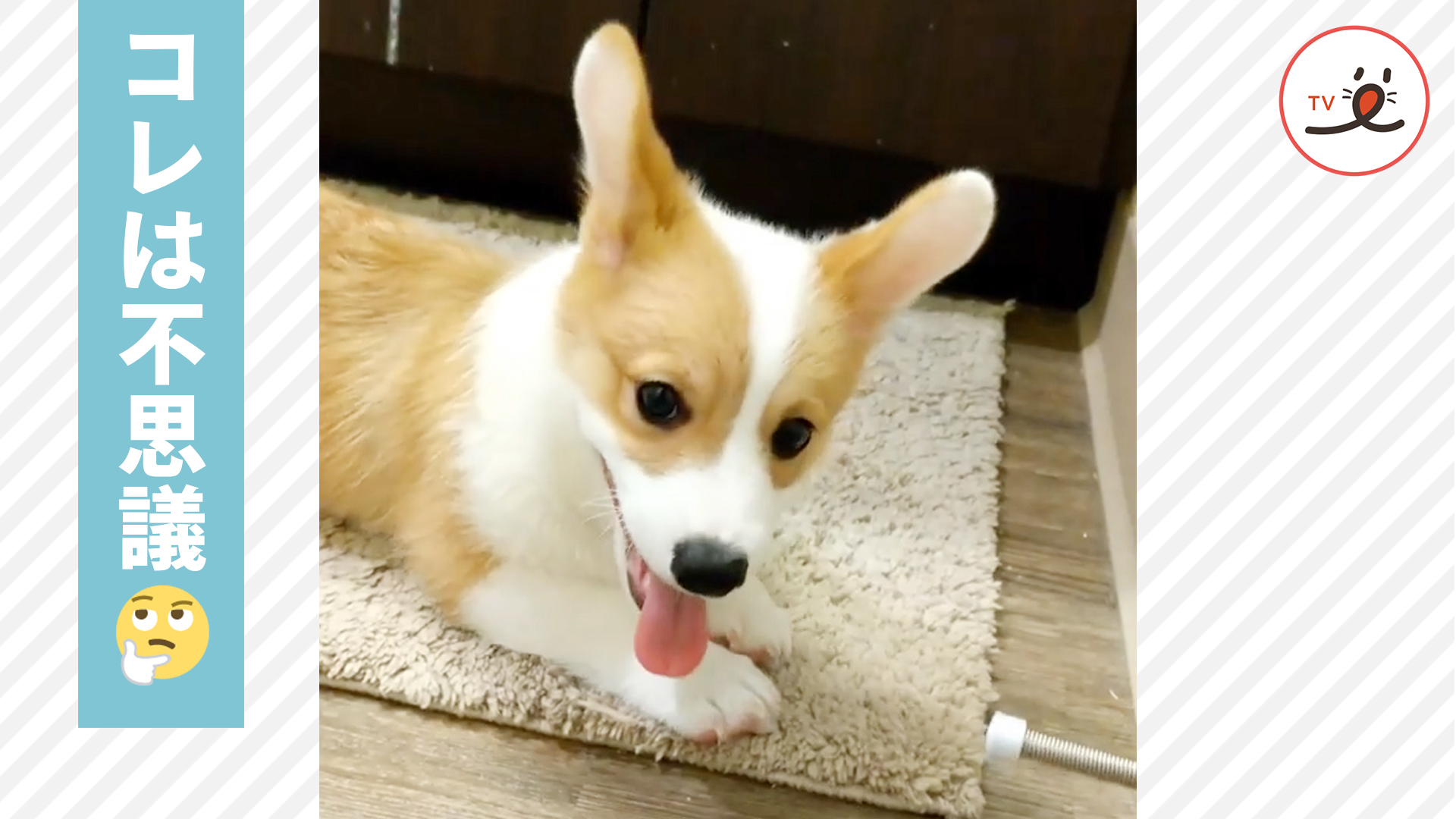 ドアストッパーの動きに沼るワンコ