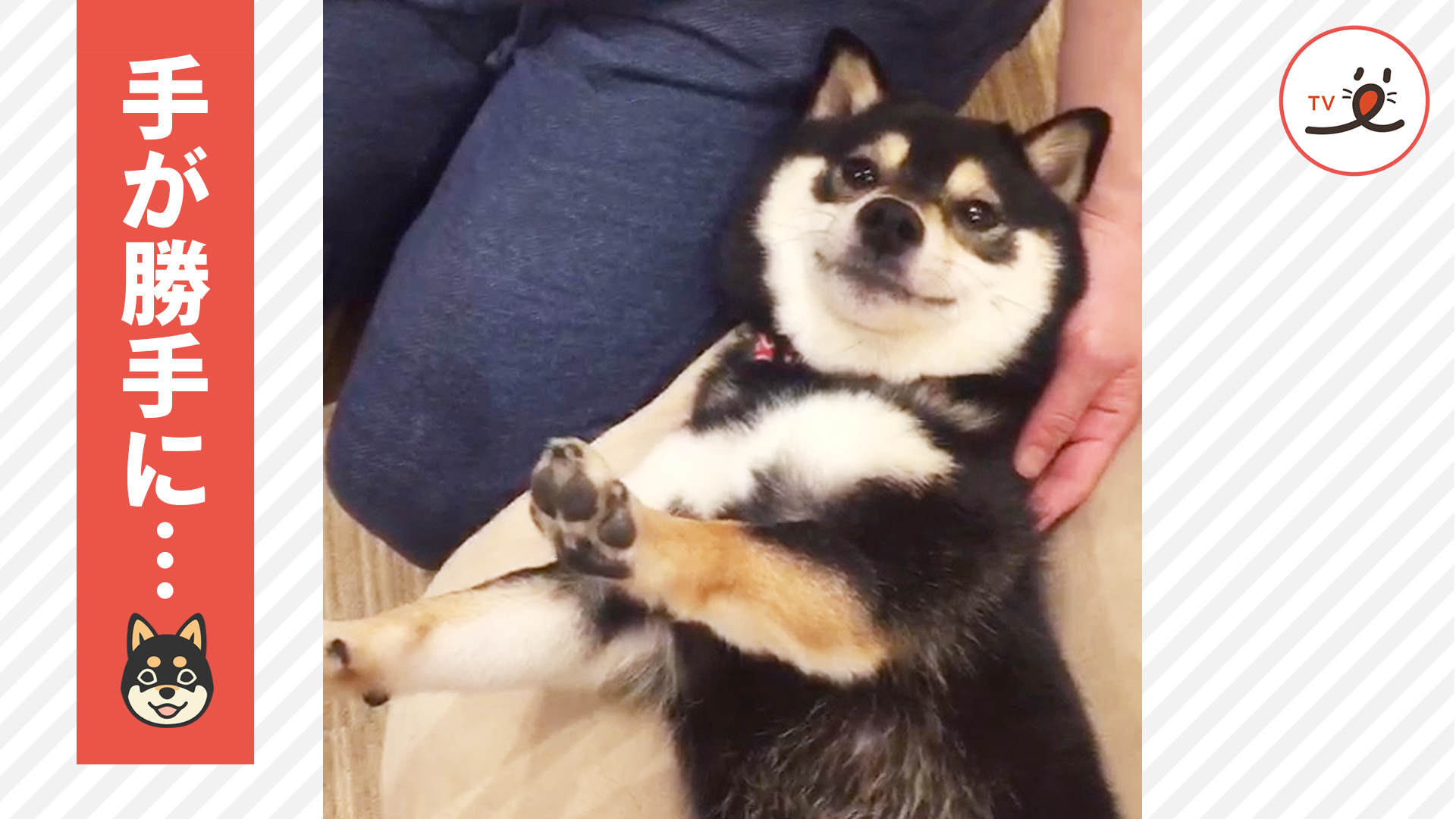 マッサージの虜になる柴犬さん！