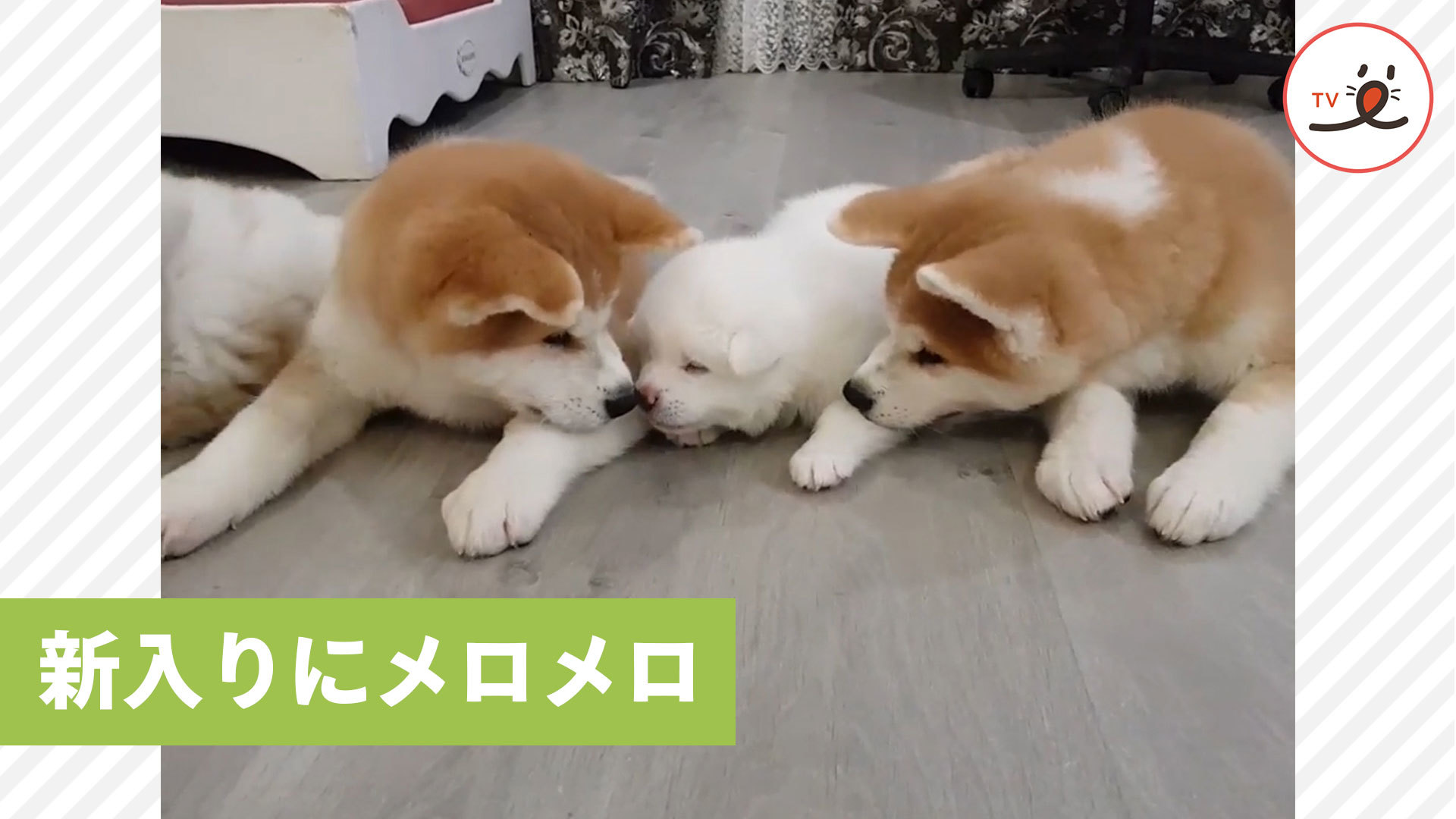 新入りワンコの沼にはまった先輩ワンコたち