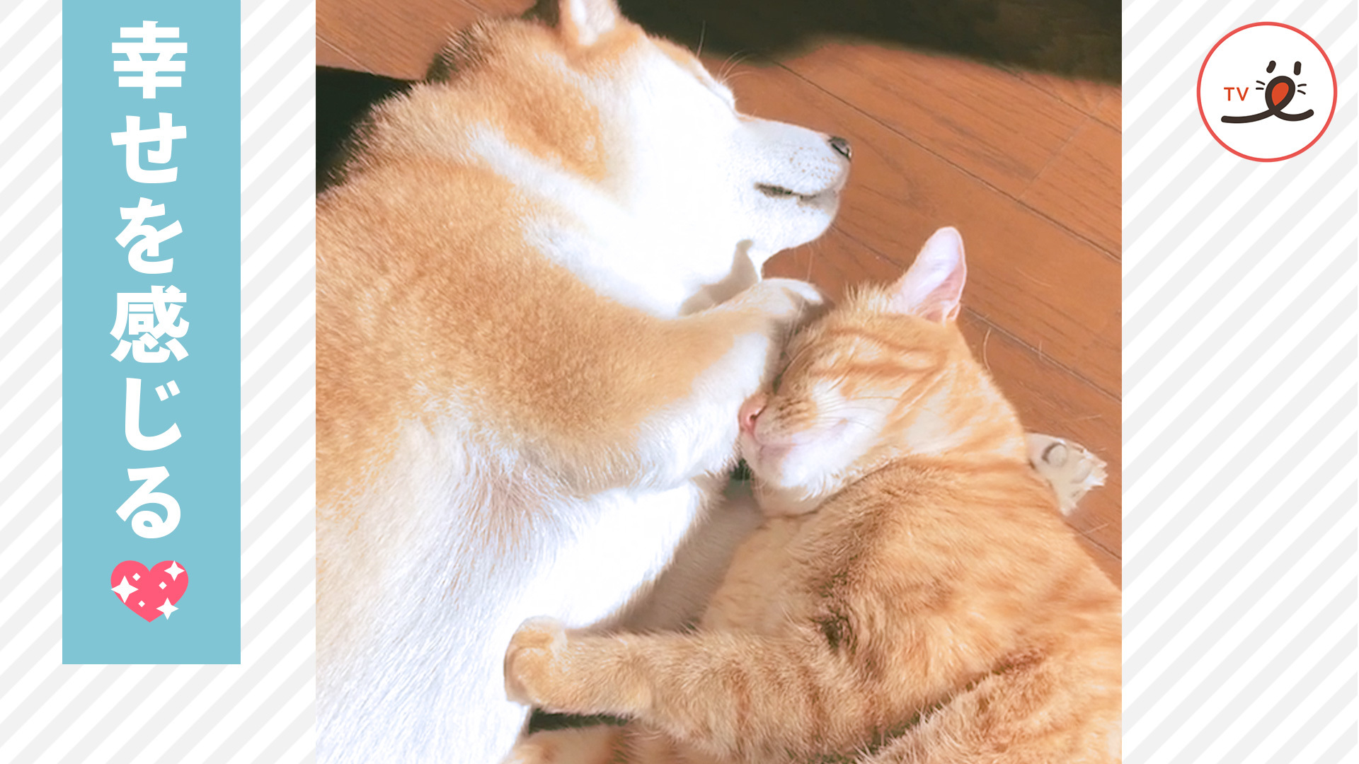 ワンコとニャンコの温かいお昼寝タイム