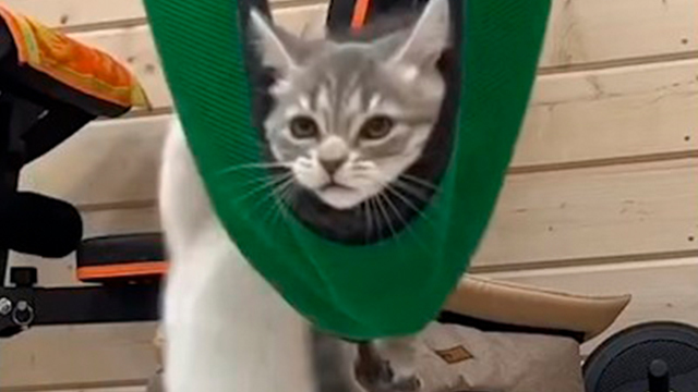 子猫にも負けられない戦いがある