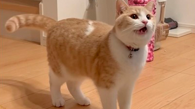 猫さんの圧が強すぎて…♡