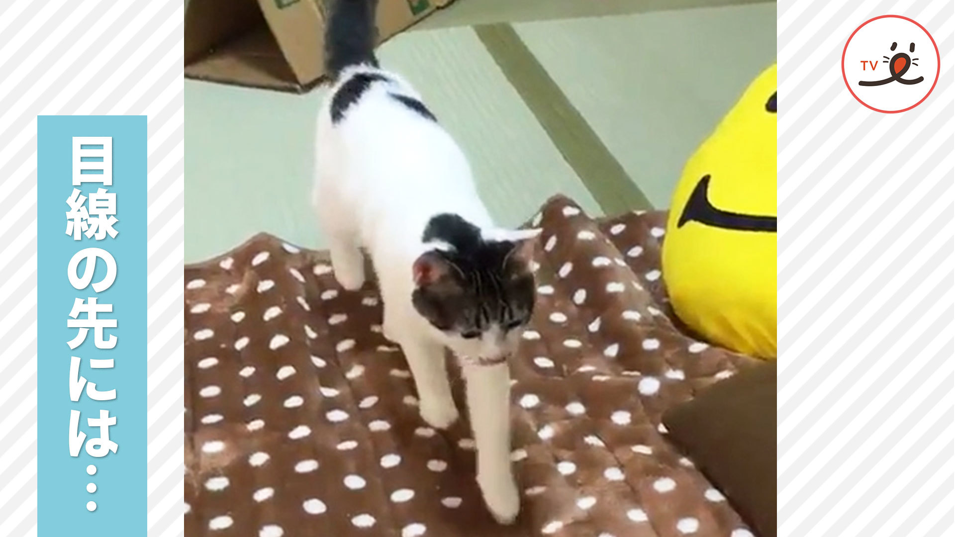 気になるおもちゃ、ニャンコは冷静でいられるかな！？