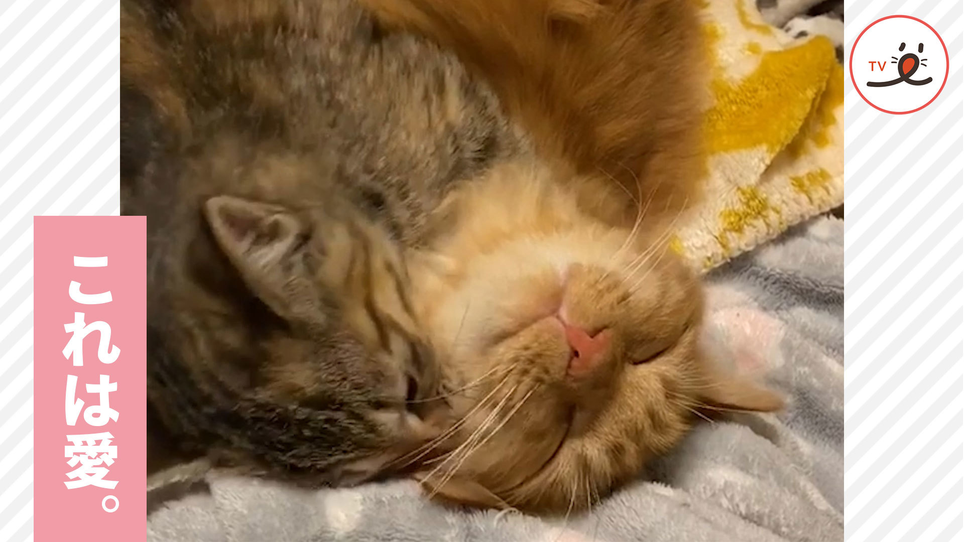 子猫の熱烈な愛を受け止める先輩猫！