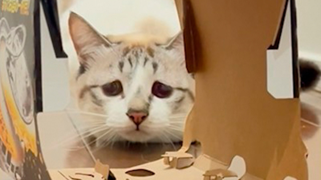 絶対入ると思ったのに