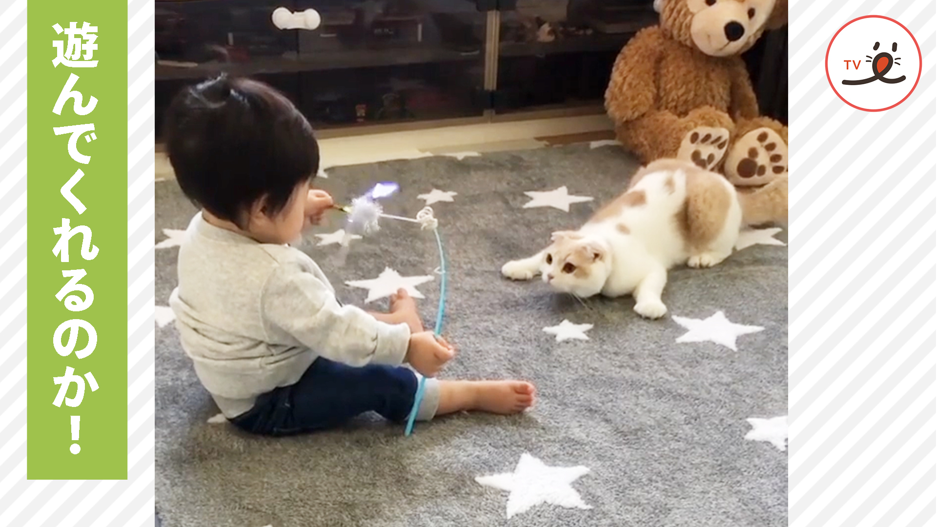 おもちゃを持つ弟に翻弄される兄猫