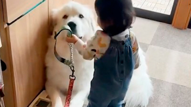 散歩に行きたい