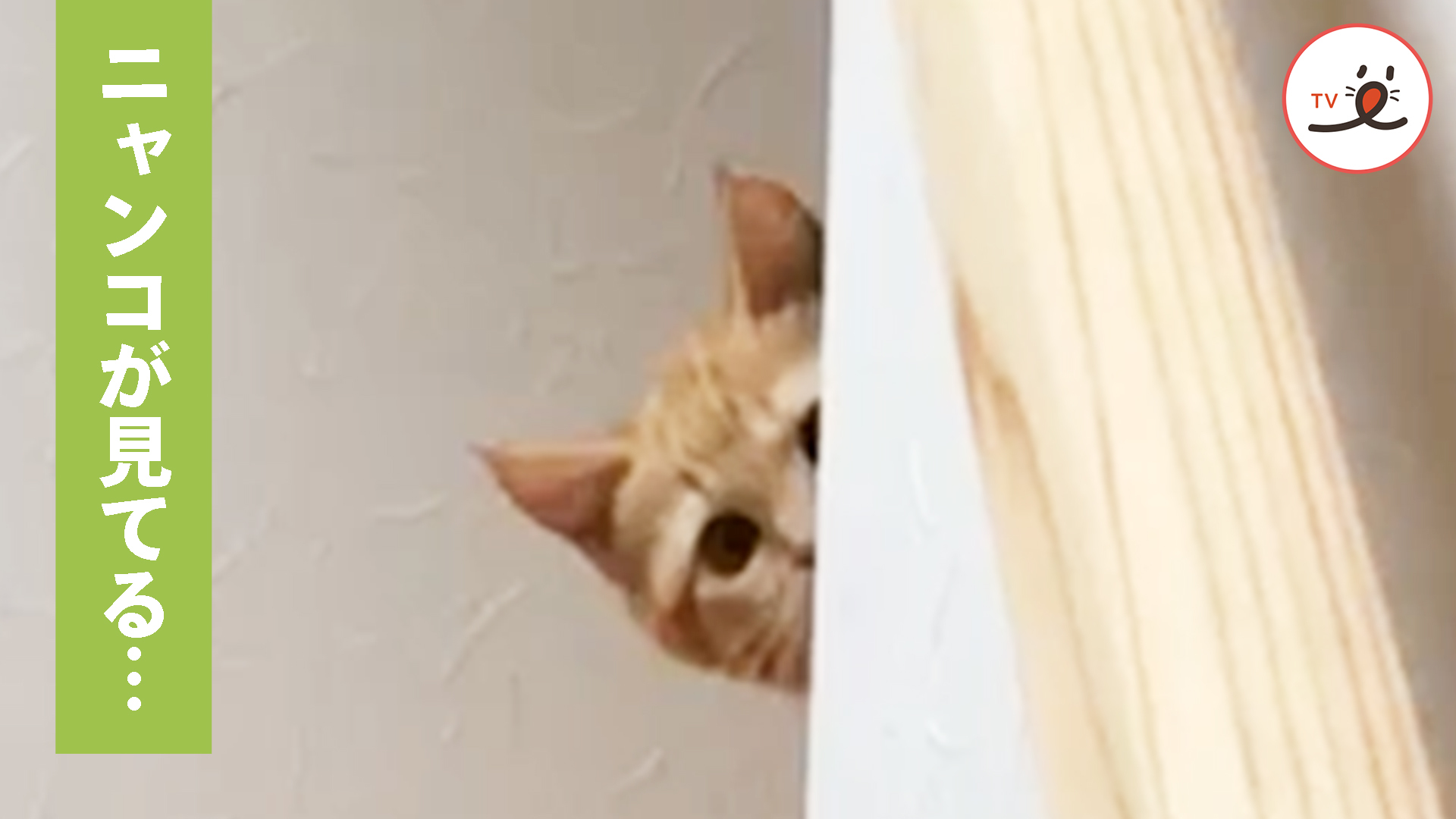 飼い主さんを尾行する可愛いストーカー♡