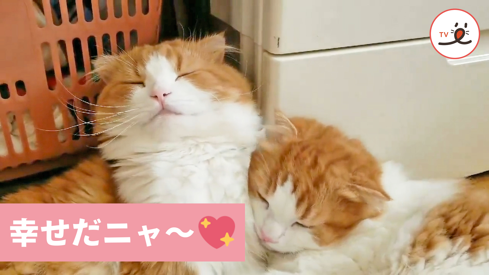 仲良しな兄弟猫のひとときにキュンッ♡