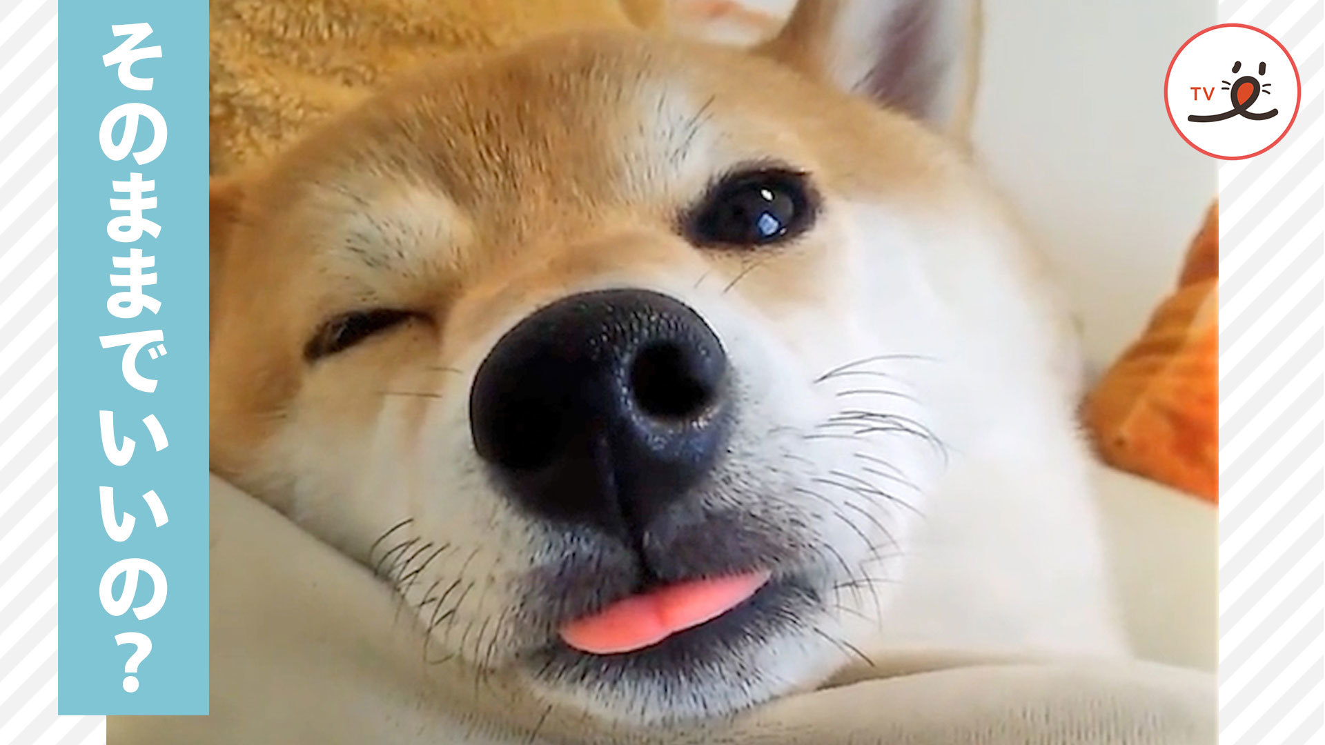 舌をしまい忘れても、睡魔には勝てない！