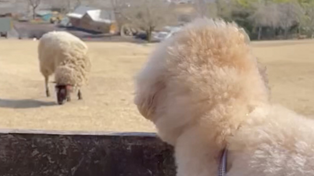 モフモフを眺めるモフモフさん