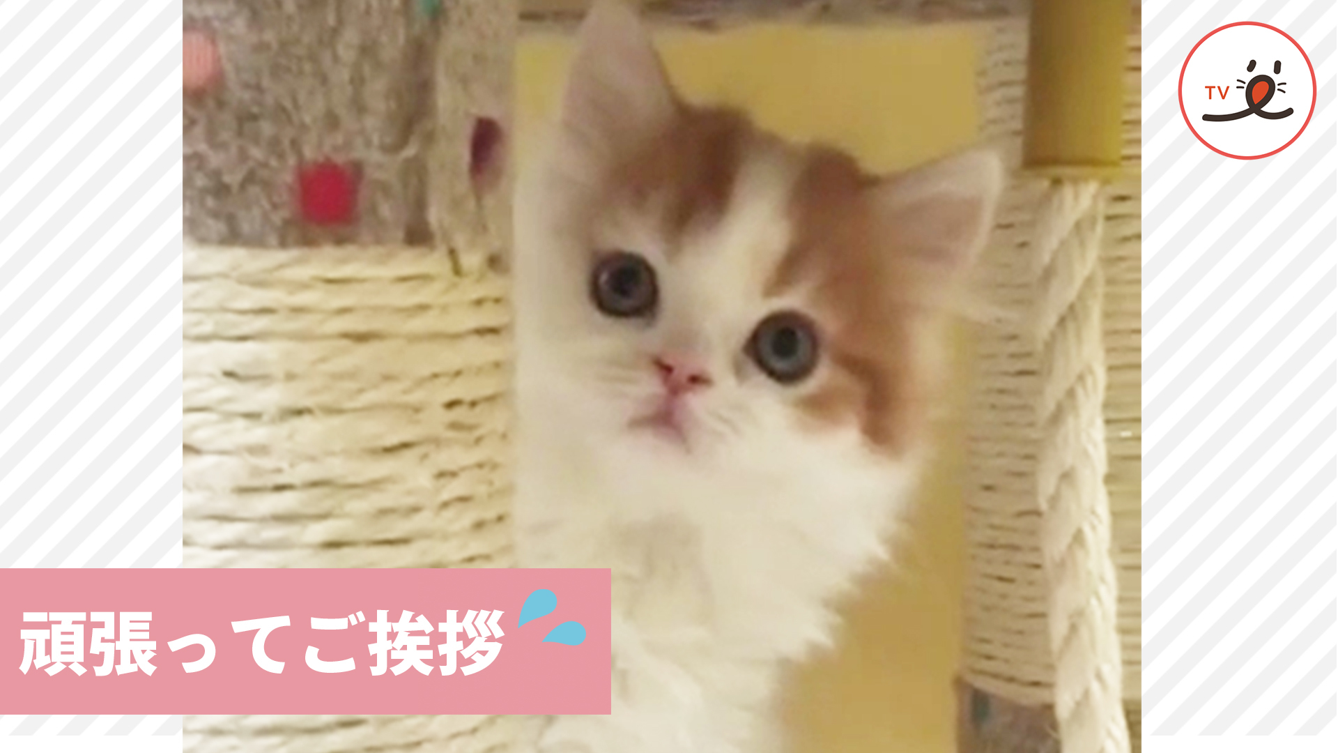 恥ずかしがり屋なニャンコが挨拶に挑戦！