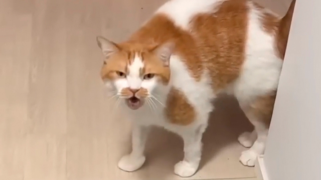 ご機嫌斜めでもお迎えしてくれる猫さん