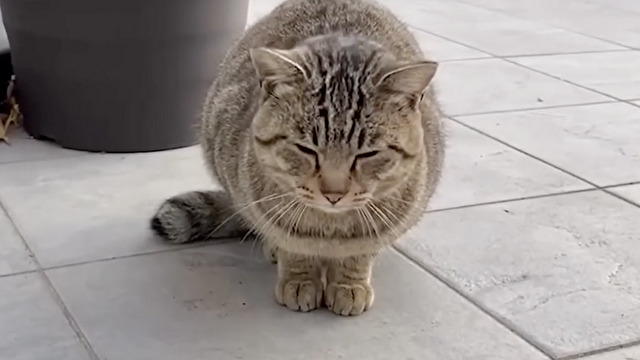 【保護猫】野良猫が家猫になった件