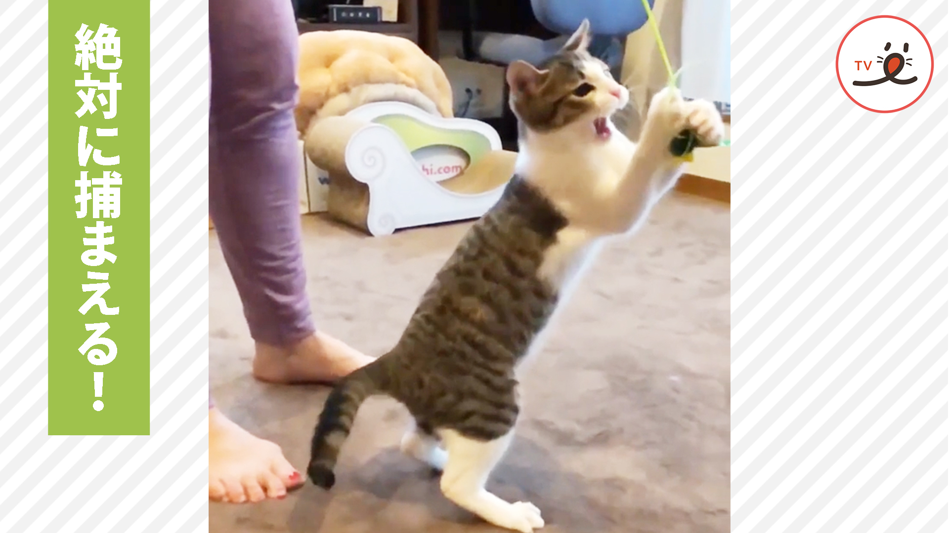 転んでも転んでも……ニャンコは諦めない！