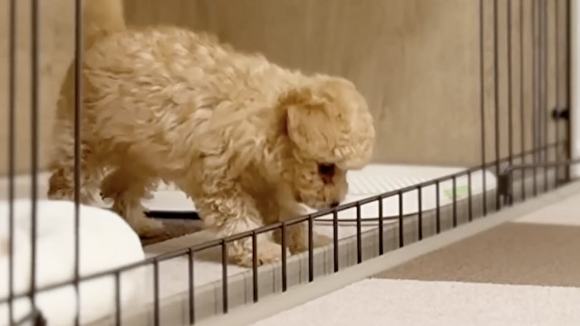 初めてケージの外に出ようと…