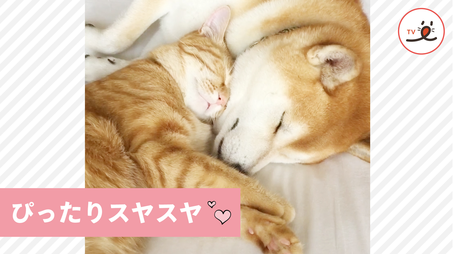 仲が良すぎて一体化するワンコとニャンコ！？