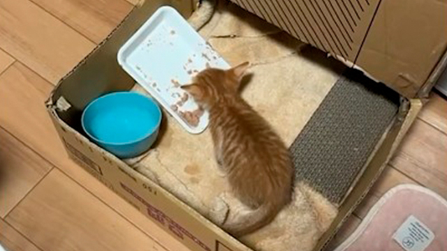 心の声が漏れすぎている子猫さん