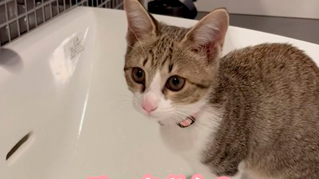 驚きの方法で水を飲む猫さん