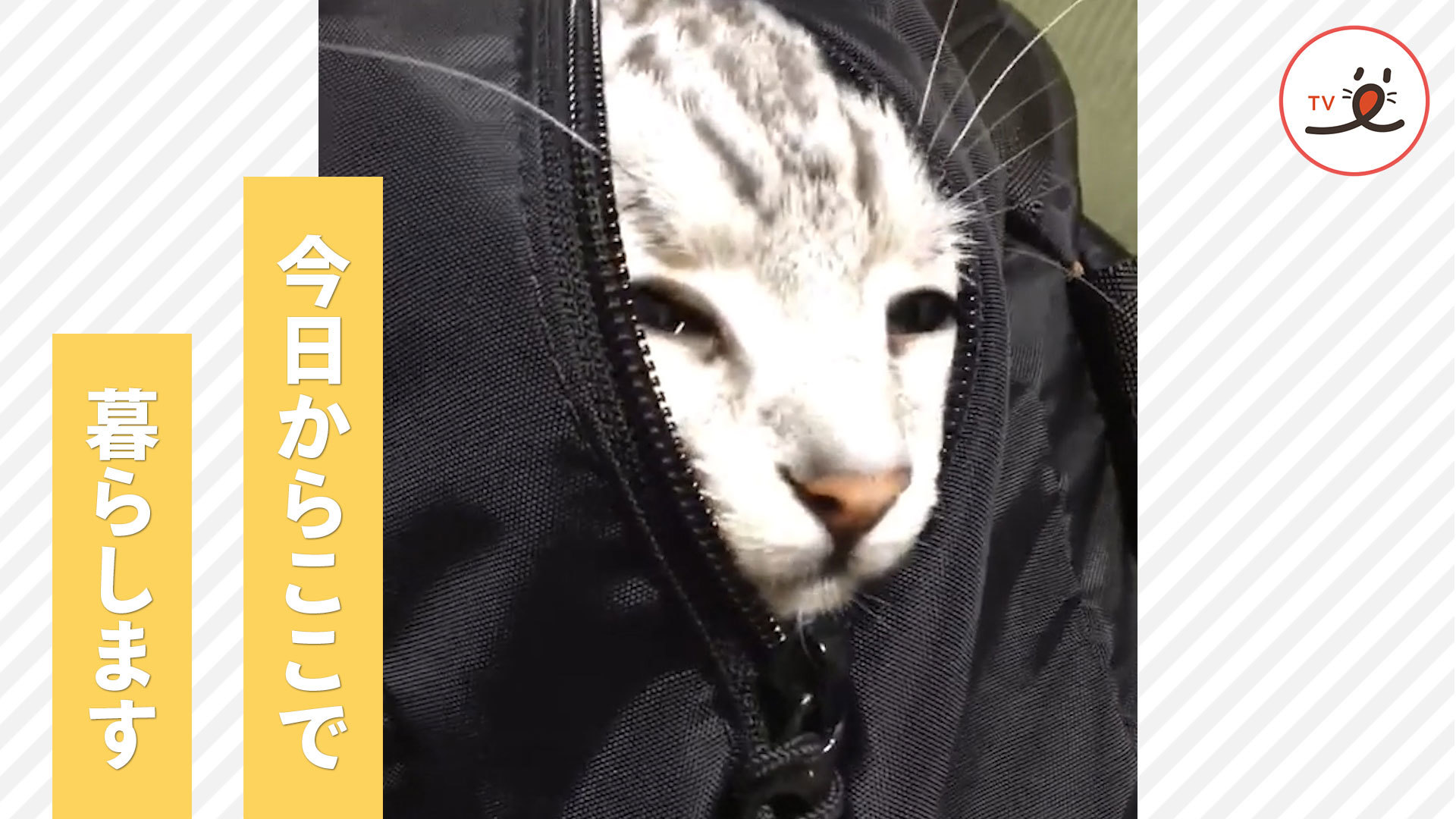 バッグの住人になるニャンコ！？