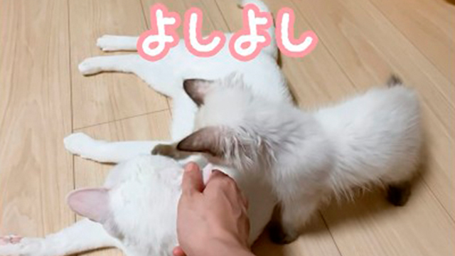 猫はこうやって触ります