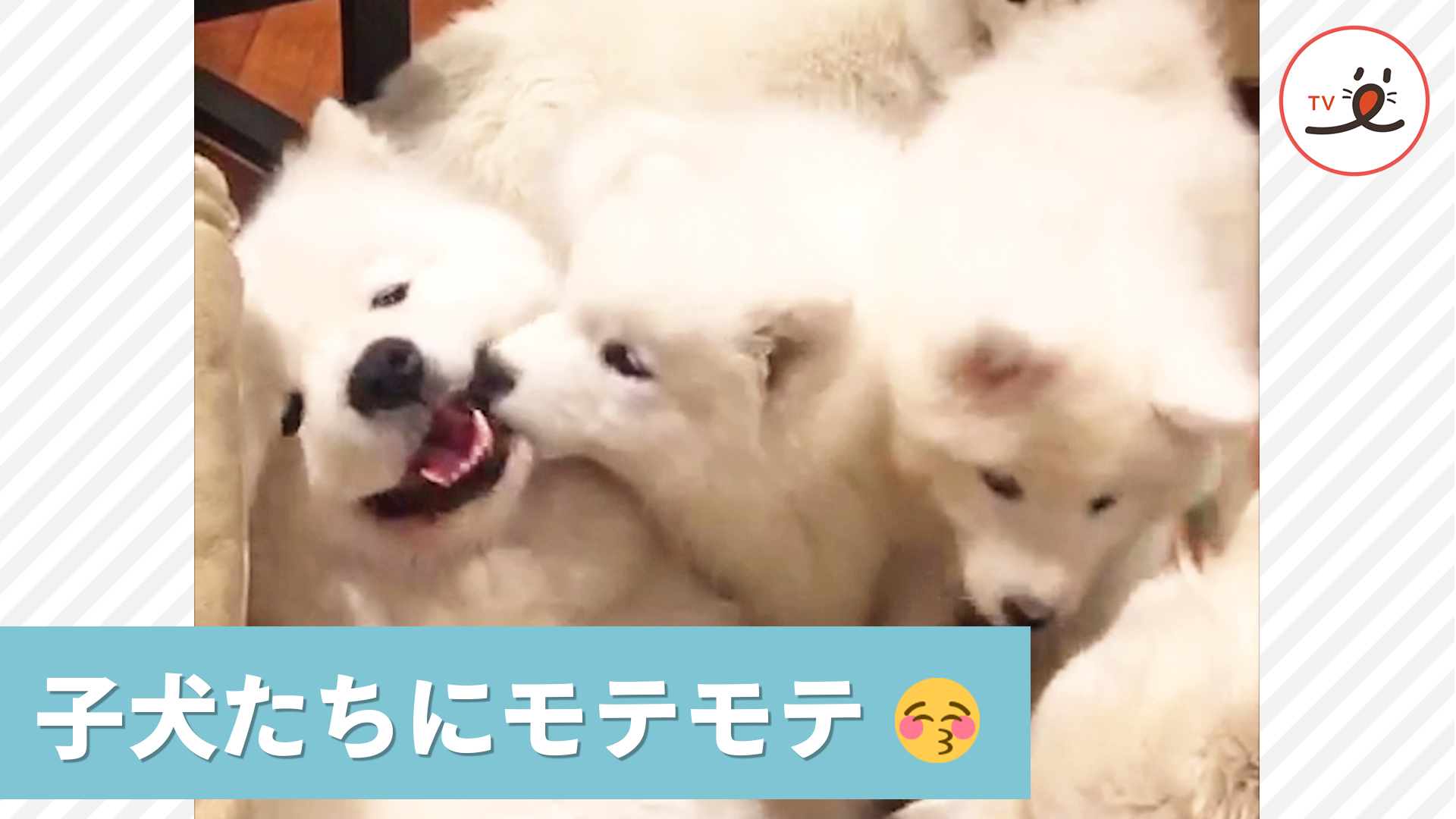 子サモエドたちに、もみくちゃにされる大人ワンコ❤️ まんざらでも