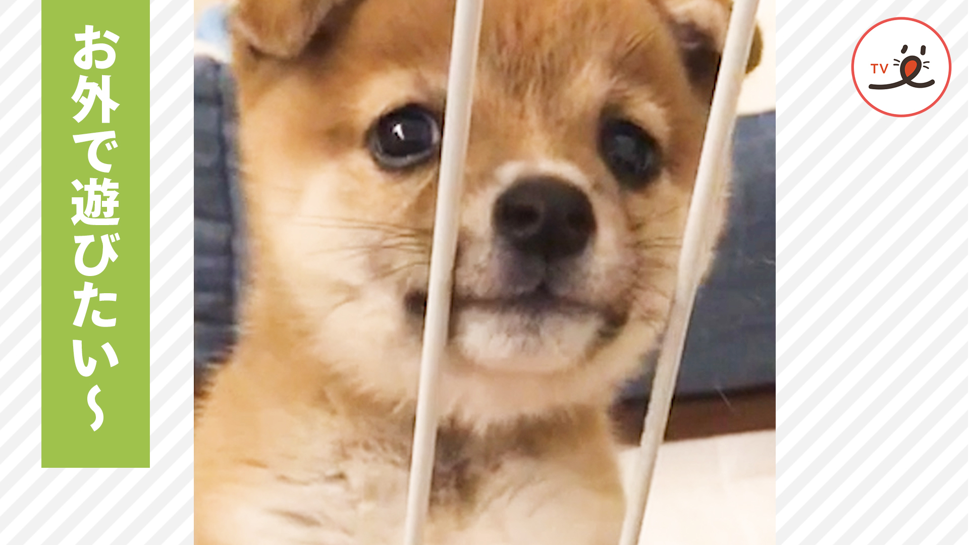 遊ぶ時間が待ちきれないッ！