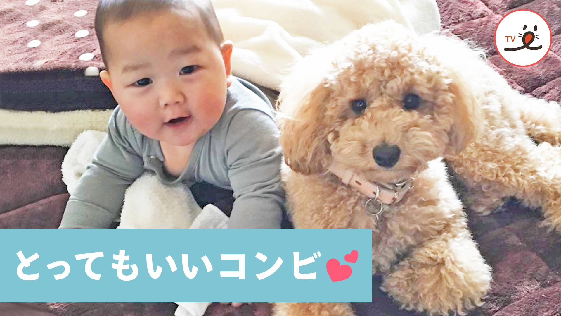 ワンコと弟くんの名コンビが誕生！