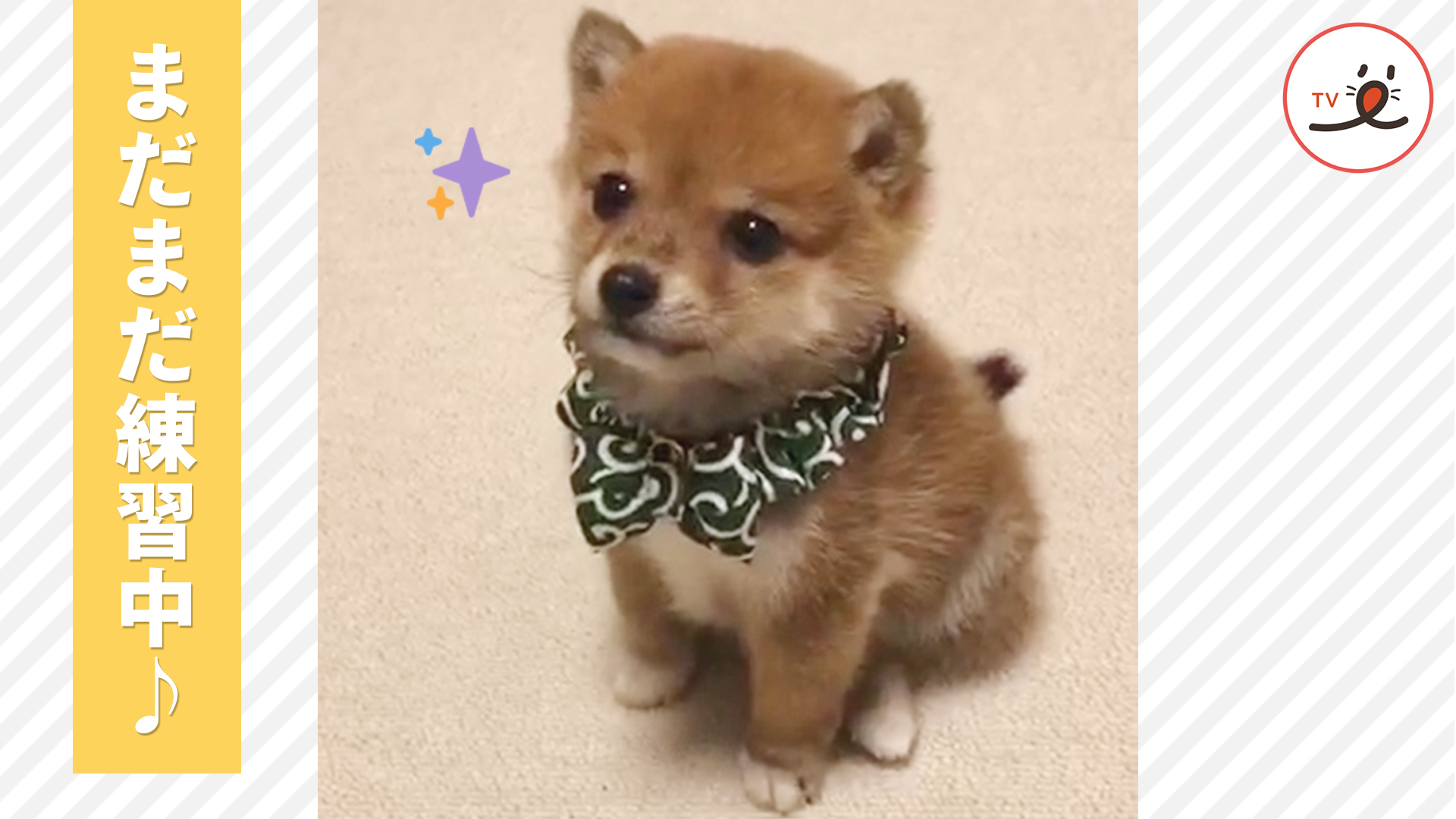 「おすわり」と「まて」上手にできるかな♪