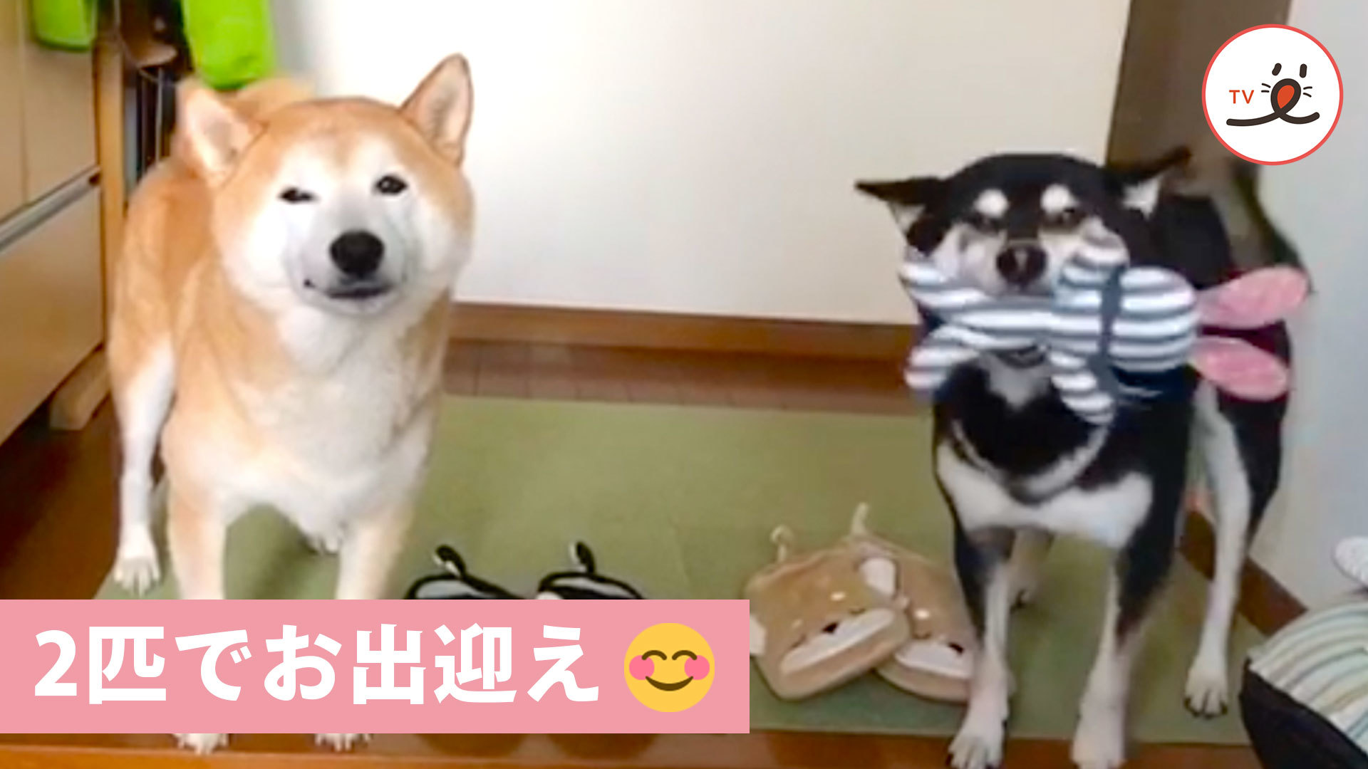 玄関開けたらニコニコな柴犬たちがお出迎え♡
