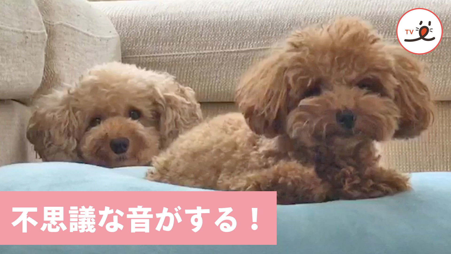 不思議な音に反応するワンコたちが可愛い！