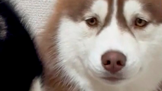 カメラが回っていることに気づくハスキーさん