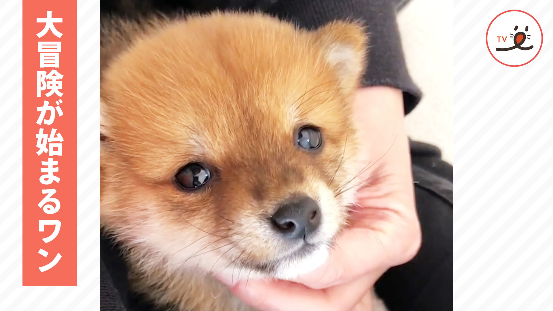 子柴ちゃんのお庭探検♪