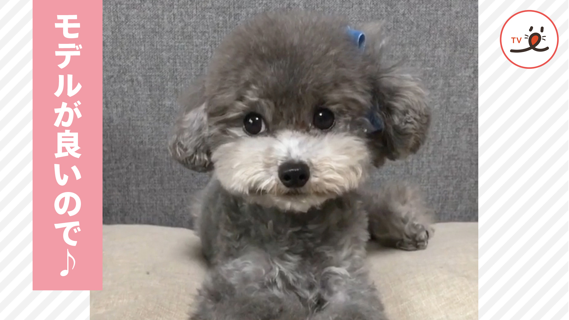 ぬいぐるみそっくりなワンコたち♪