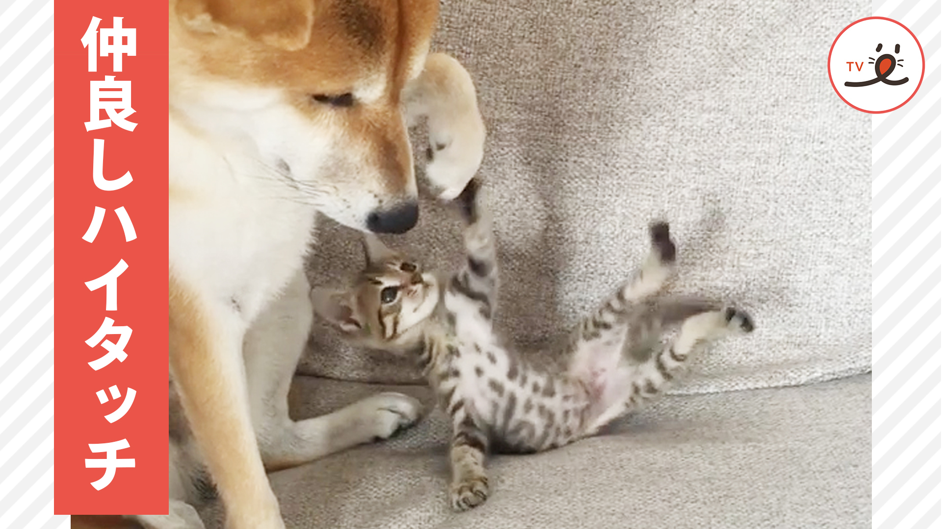眠たいけど、子猫が可愛すぎて……♡