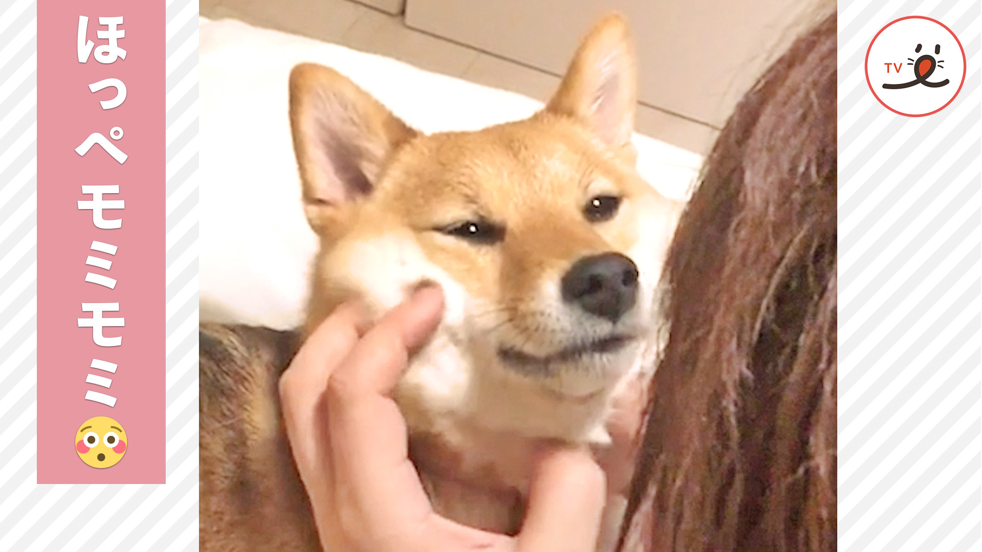 柴犬さんのナイトルーティーン！