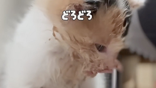 顔までドロドロな子猫ちゃん