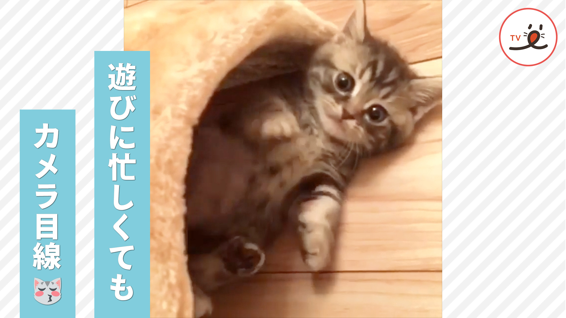 子猫のあざといカメラ目線♡