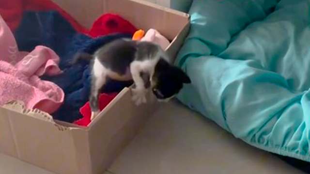 ひとつ学んだ子猫♪