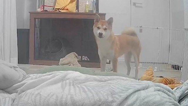 出張中ペットカメラから呼びかけてみたら