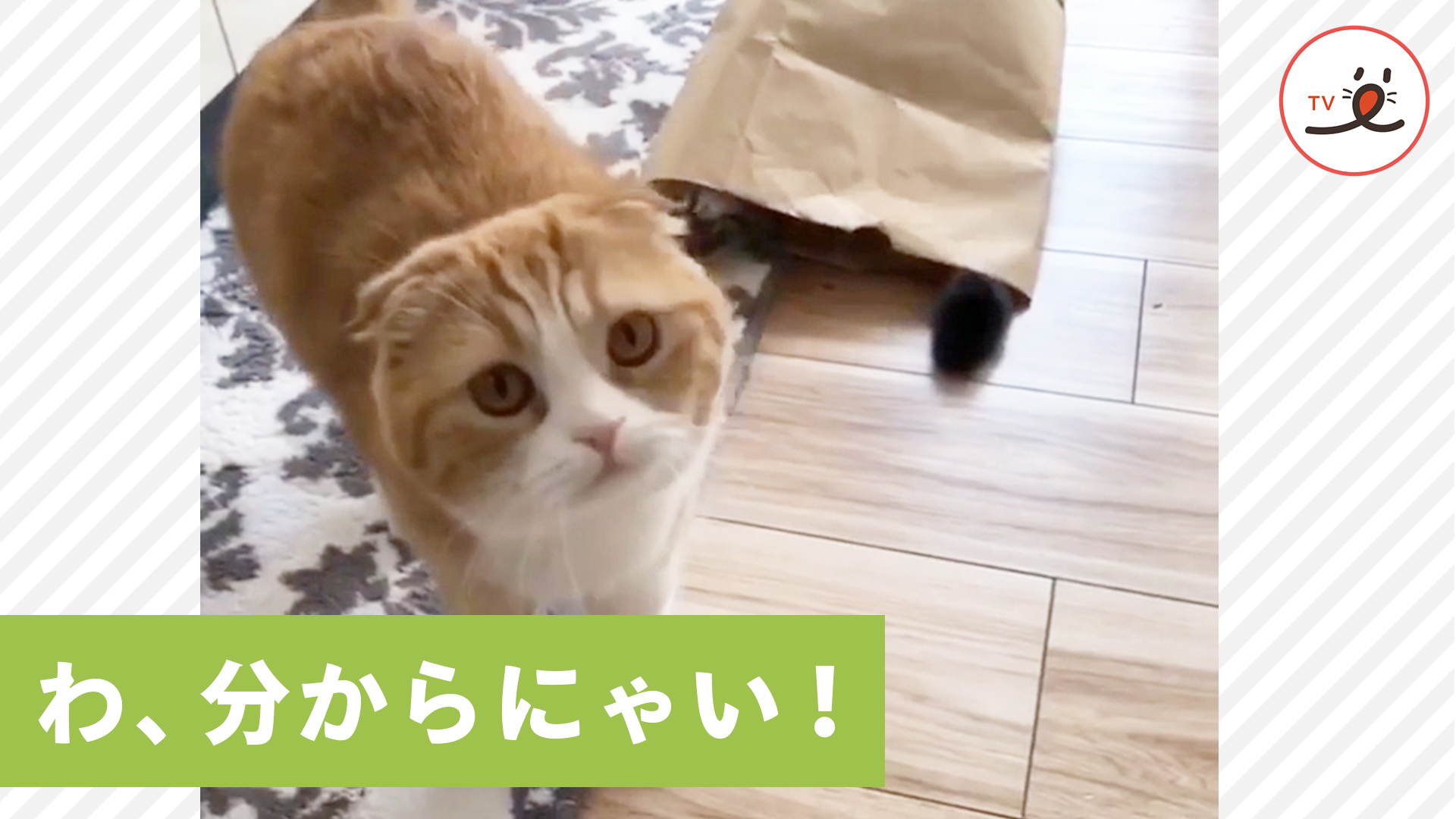 紙袋の良さを体験するニャンコ