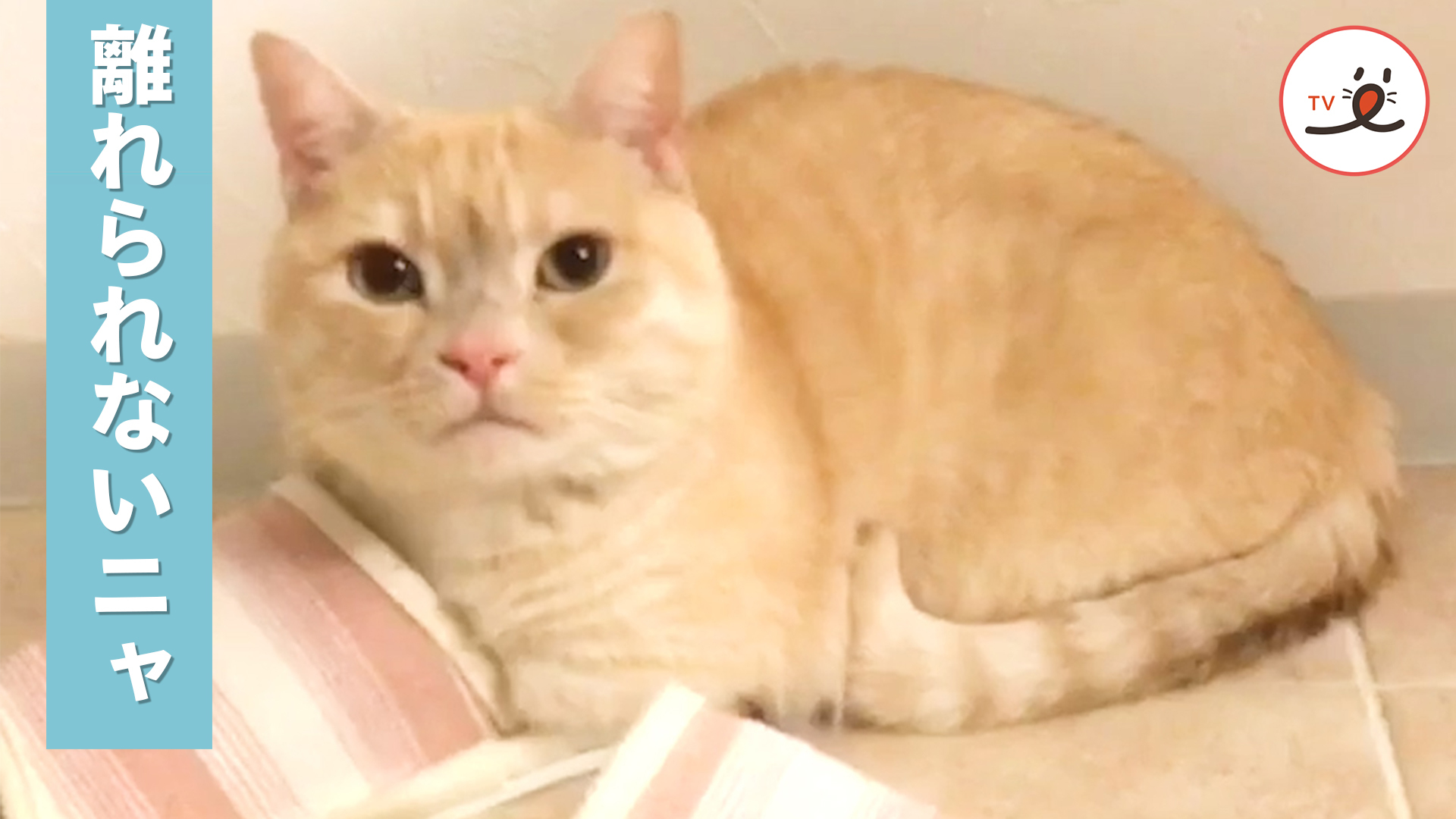 スリッパが大好きな猫さん♡