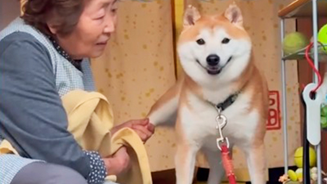 お散歩後の柴犬とおばあちゃんの会話