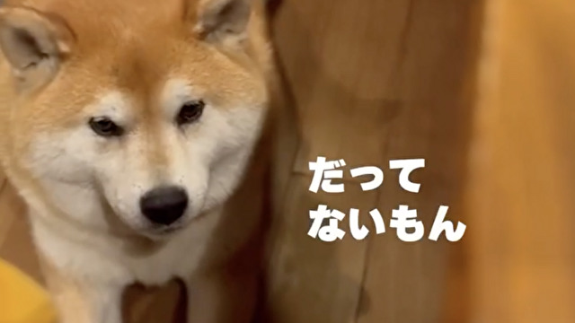 あるものはある