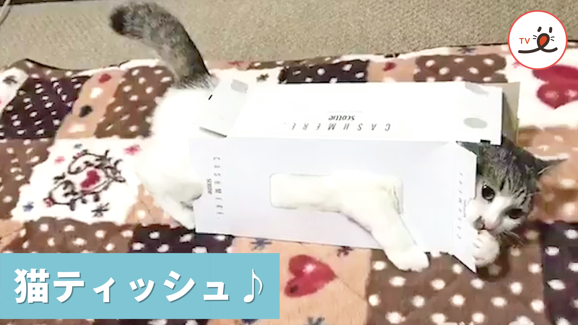 もふもふなティッシュ箱！？