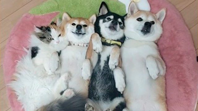 ぎゅうぎゅうで寝る方々♡